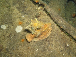 106 Huge Conch IMG 5490